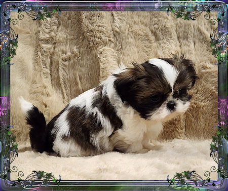 Tiny little male chinese imperial shih tzu puppies for sale teacup